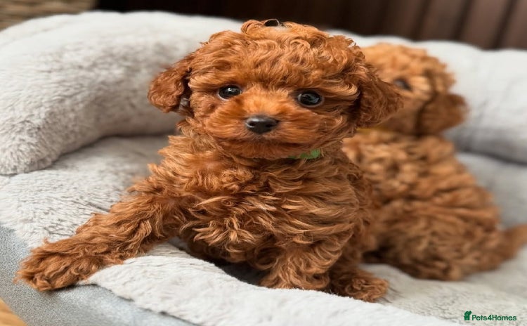 Toy Poodle dogs - Advert 13