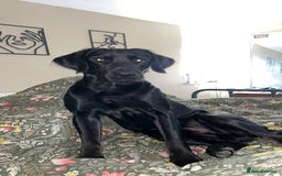 Springador dogs for stud: Homebred Proven Springador stud  - Image 12
