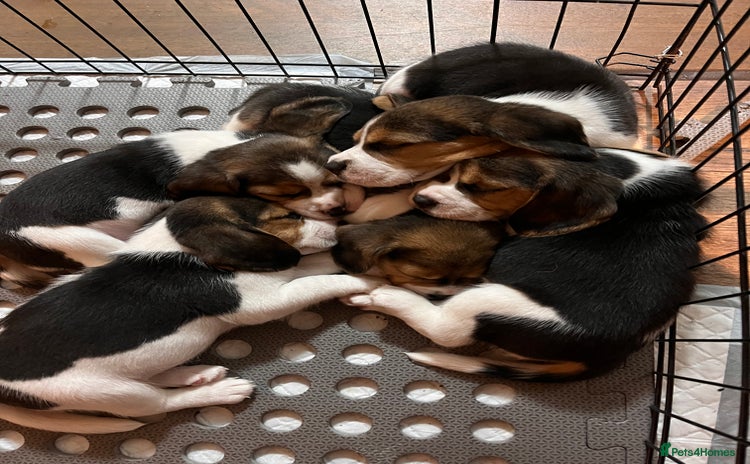 Beagle dogs - Advert 3