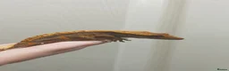 Gecko reptiles for sale: crested gecko in Middlesbrough - Advert 2