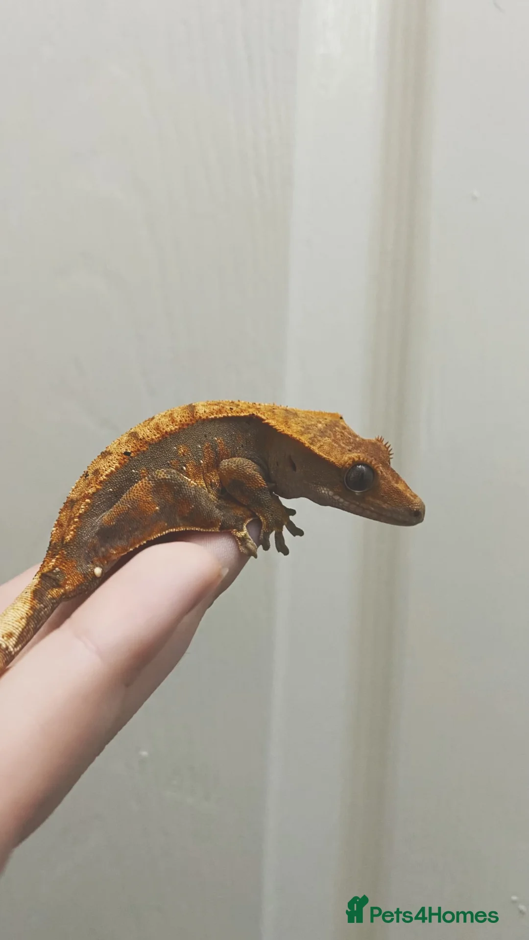 Gecko reptiles for sale: crested gecko in Middlesbrough - Advert 2