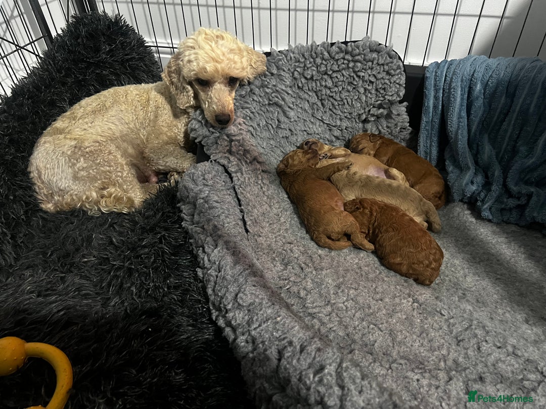 Toy Poodle dogs for sale: Gorgeous kc registered toy poodle pups  - Image 27