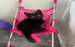 Turkish Angora cats for sale: Turkish angora kitten  - Image 2