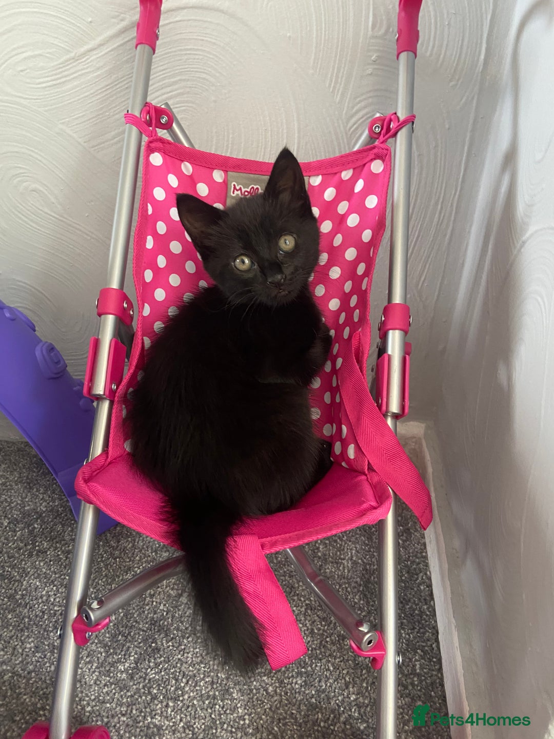 Turkish Angora cats for sale: Turkish angora kitten  - Image 2