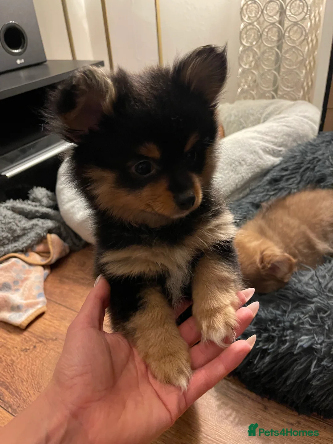 Pomchi dogs for sale: Ready Now☺️3 Pomerinian/Pomchi Puppies❤️ - Advert 1