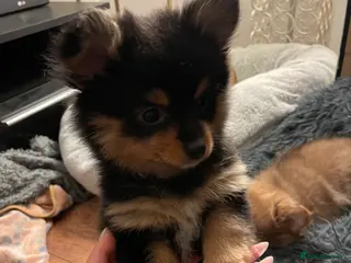 Pomchi dogs Ready Now☺️3 Pomerinian/Pomchi Puppies❤️ - Advert 1