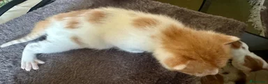Mixed Breed 5