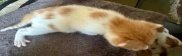 Mixed Breed cats for sale: Star has had a lovely litter of 5! - Advert 9