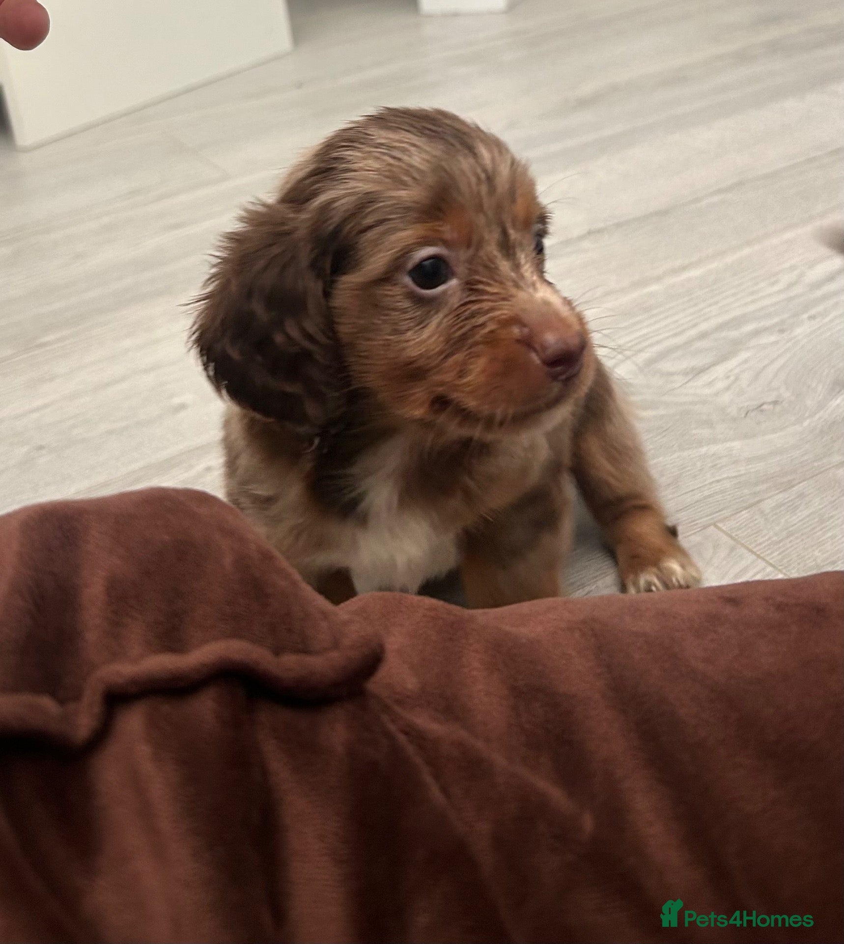 Miniature Dachshund dogs Miniature dachshund - Advert 1