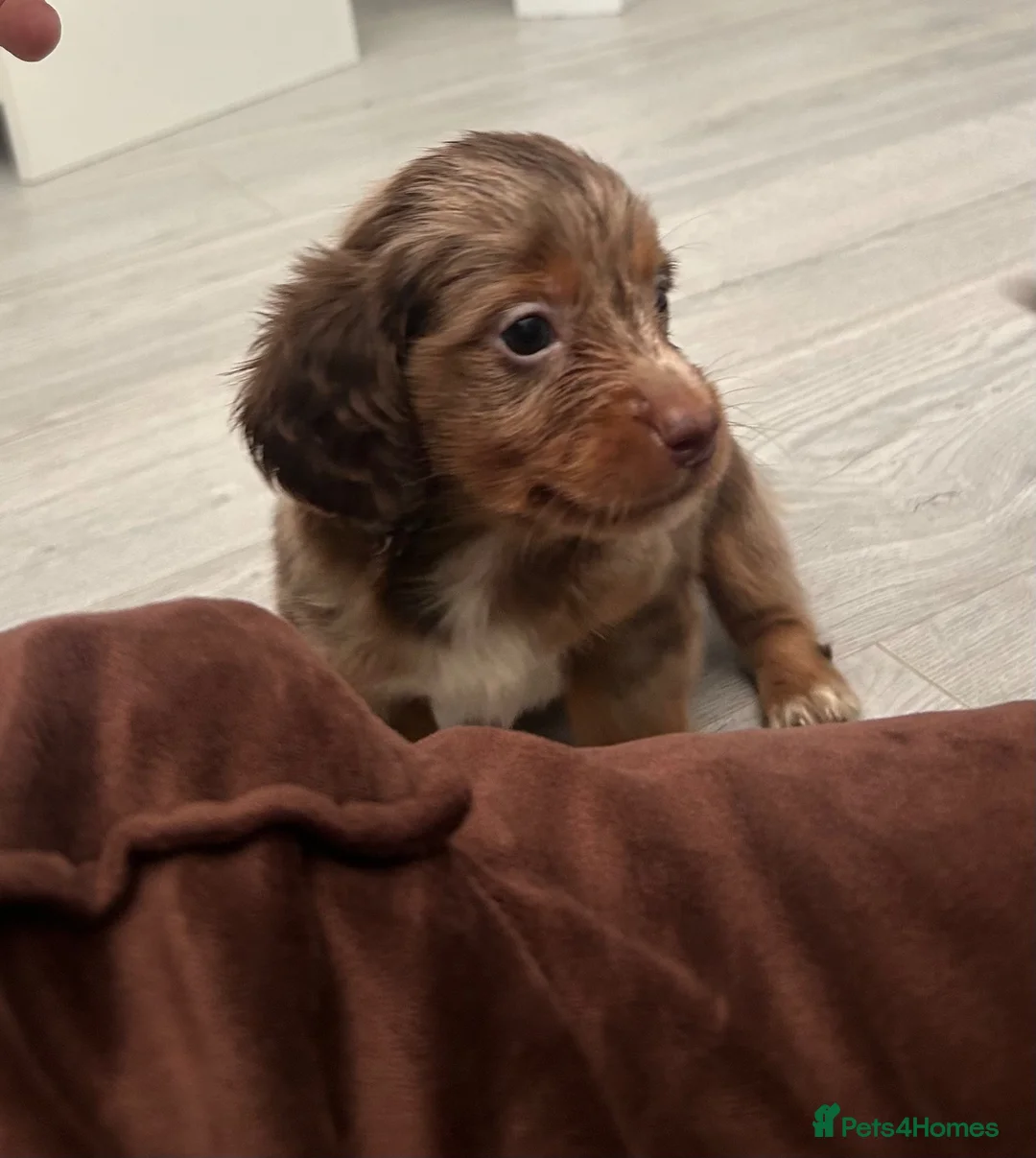 Miniature Dachshund dogs for sale: Miniature dachshund - Advert 1