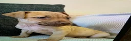 Presa Canario dogs for sale: Presser canario puppies - Advert 4