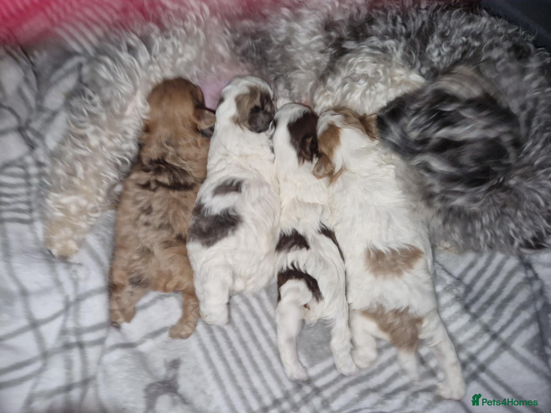 Maltipoo dogs for sale: F1b tiny unique maltipoo puppies. Asian/ Korean  - Advert 2
