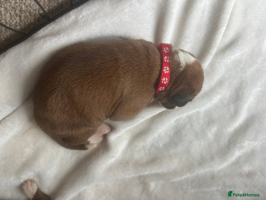 Boxer dogs for sale: Stunning Kc Boxer Puppies - Image 6