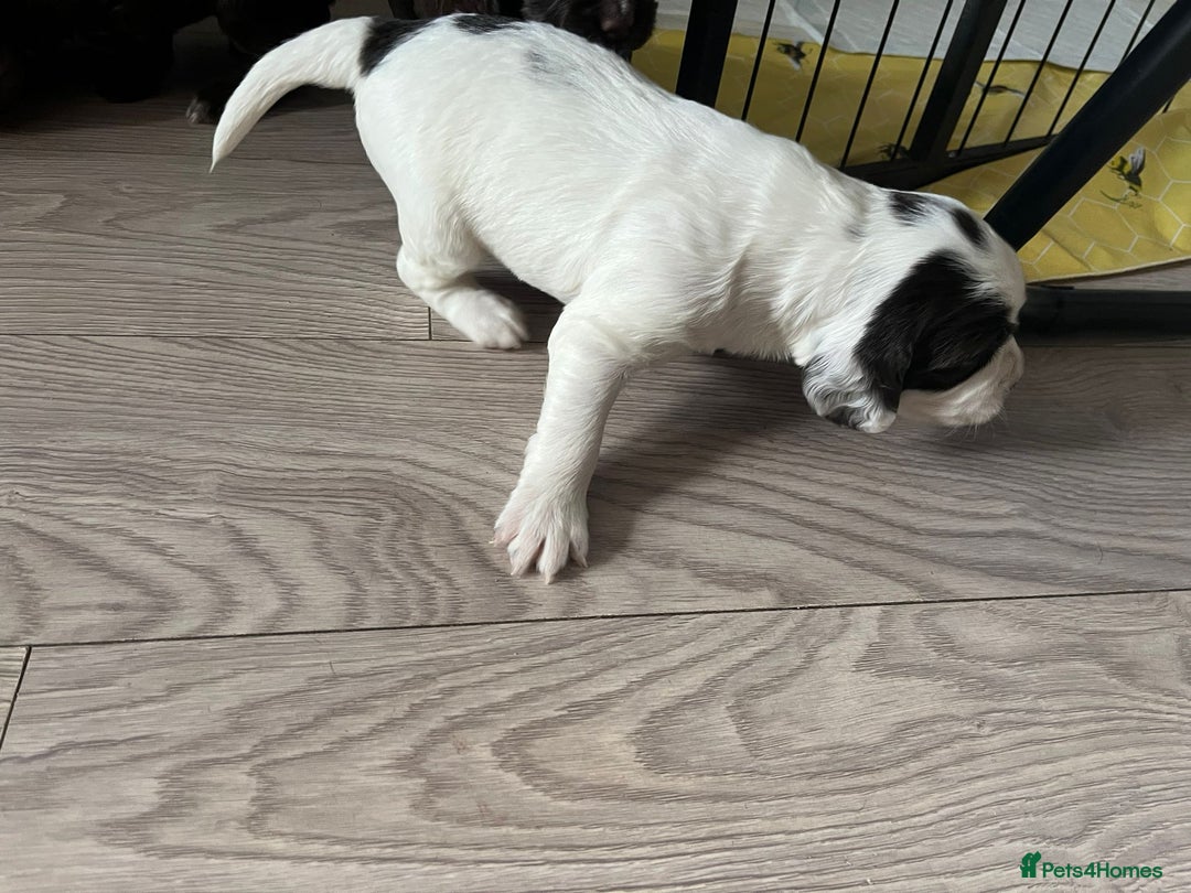 Sprocker dogs for sale: Beautiful Sprocker puppies  - Image 3