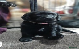 Labradoodle dogs for sale: Labradoodle double doodle pups ready 9th November  - Image 4