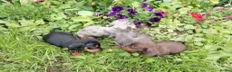 Miniature Dachshund dogs for sale: True Miniature dachshund last boy last girl  - Advert 5