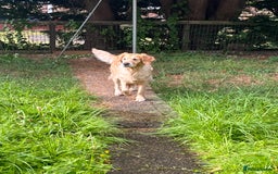 Golden Retriever dogs for sale: Golden retriever puppies - Image 19