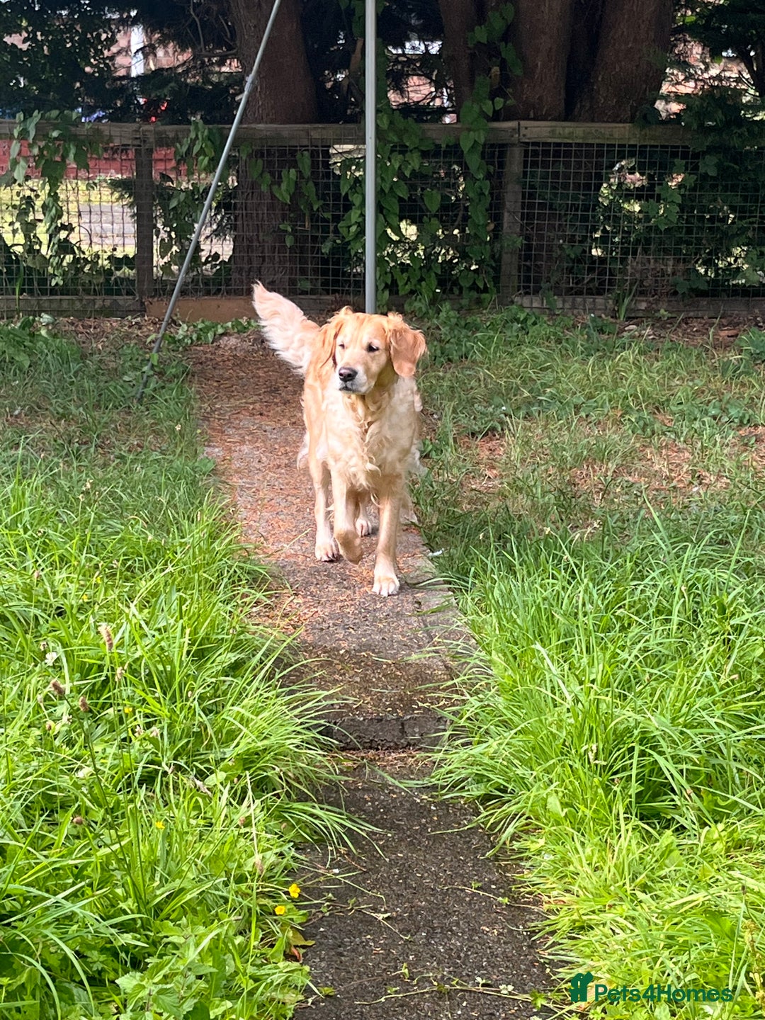 Golden Retriever dogs for sale: Golden retriever puppies - Image 19