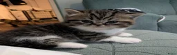 Exotic cats for sale: Beautiful exotic kittens - Advert 14