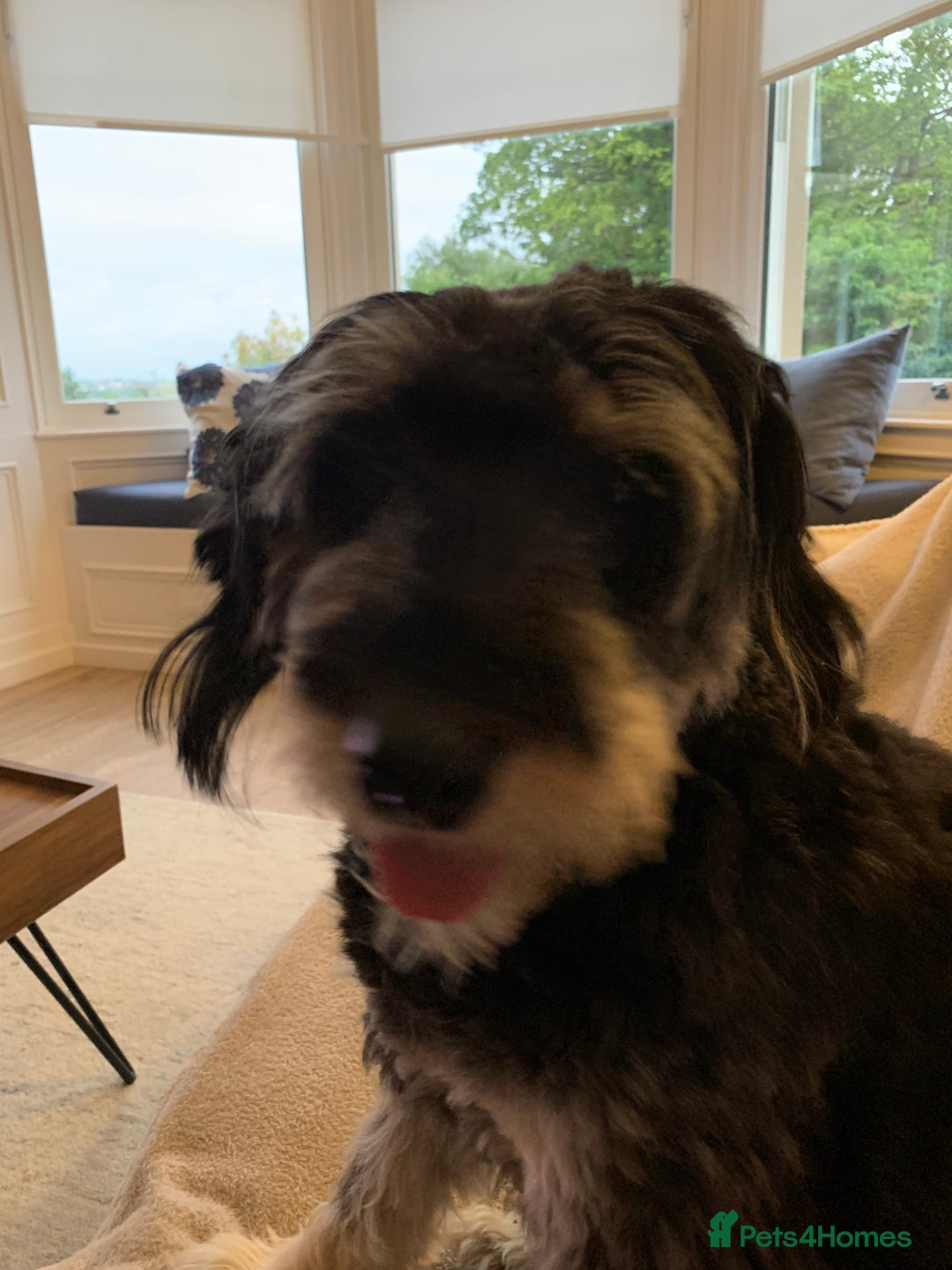 Bordoodle dogs for sale: Collie X  - Image 1