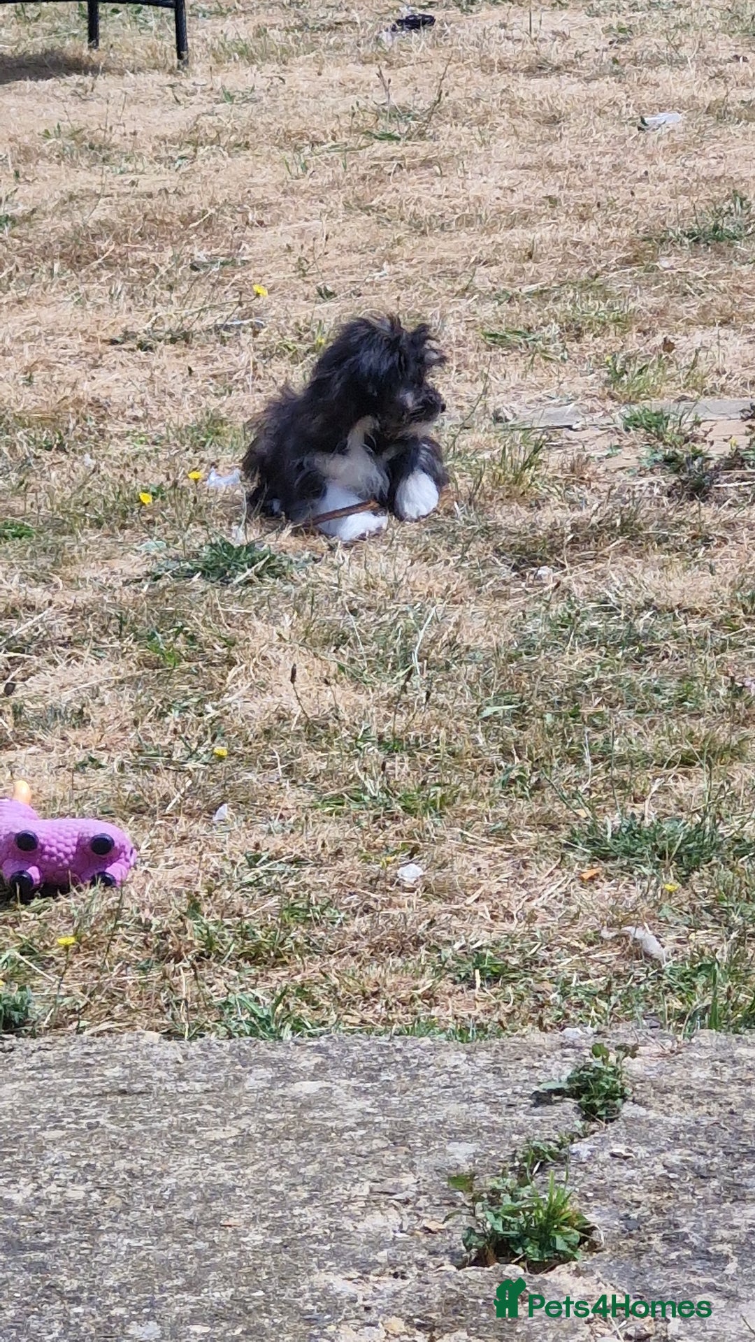 Pomchi dogs for sale: Pomchic pup  - Image 12