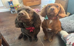 Cocker Spaniel dogs for stud: Master Charles White (KC name) - Image 5
