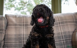 Cavapoo dogs for sale: F1B Cavapoo Boy Ready Now  - Image 7
