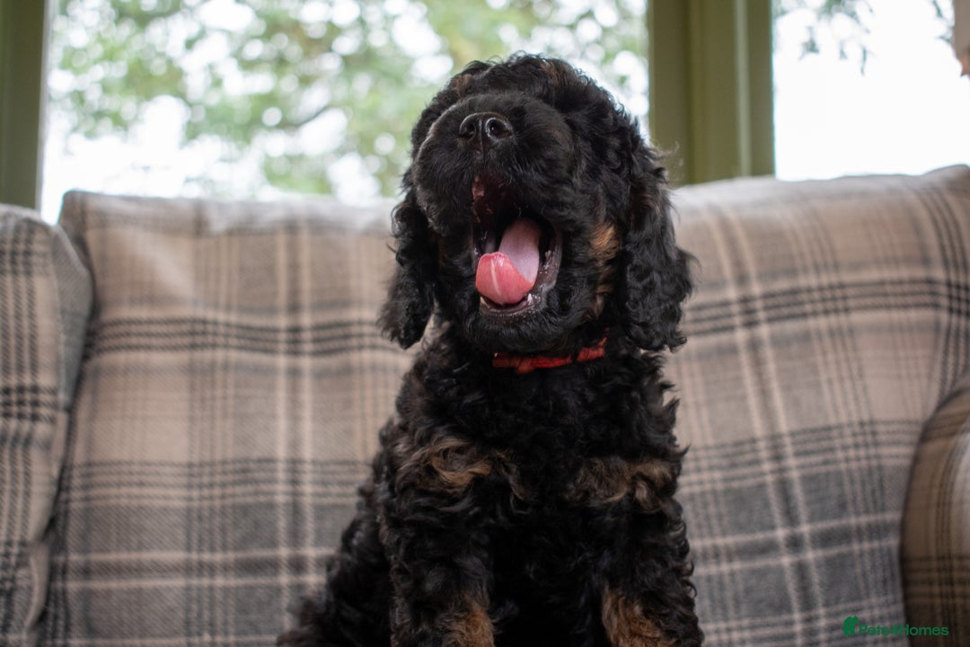 Cavapoo dogs for sale: F1B Cavapoo Boy Ready Now  - Image 7