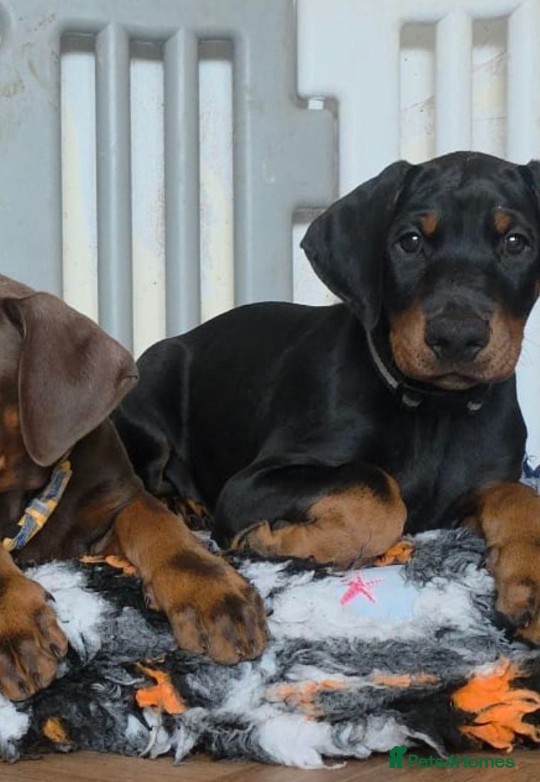 Dobermann dogs Ready to leave, Pedigree Doberman Pup - Advert 2