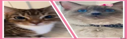 Ragdoll cats for sale: Ragdoll mix kittens  - Advert 11