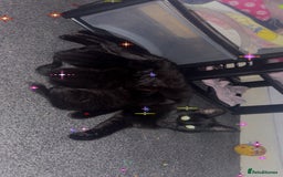 Bombay cats for sale: 5 beautiful babys - Image 4