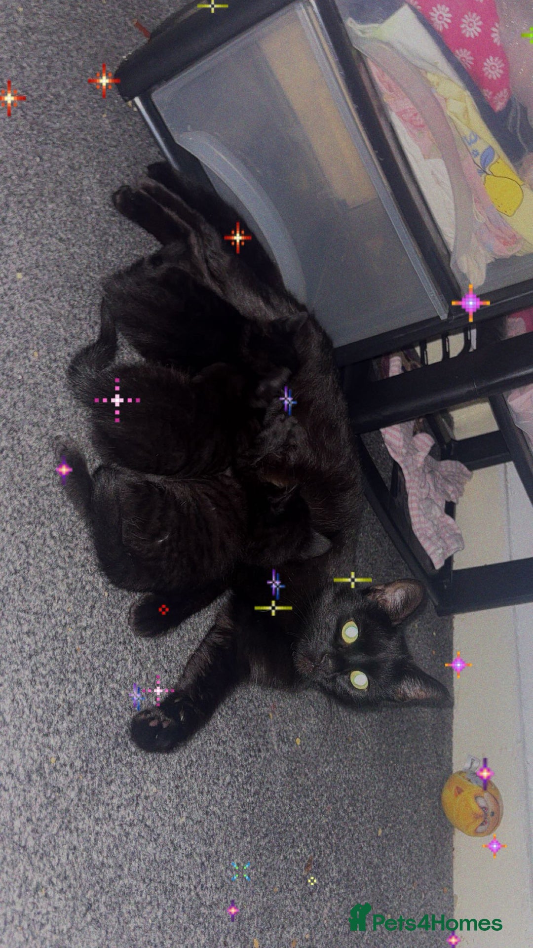 Bombay cats for sale: 5 beautiful babys - Image 4
