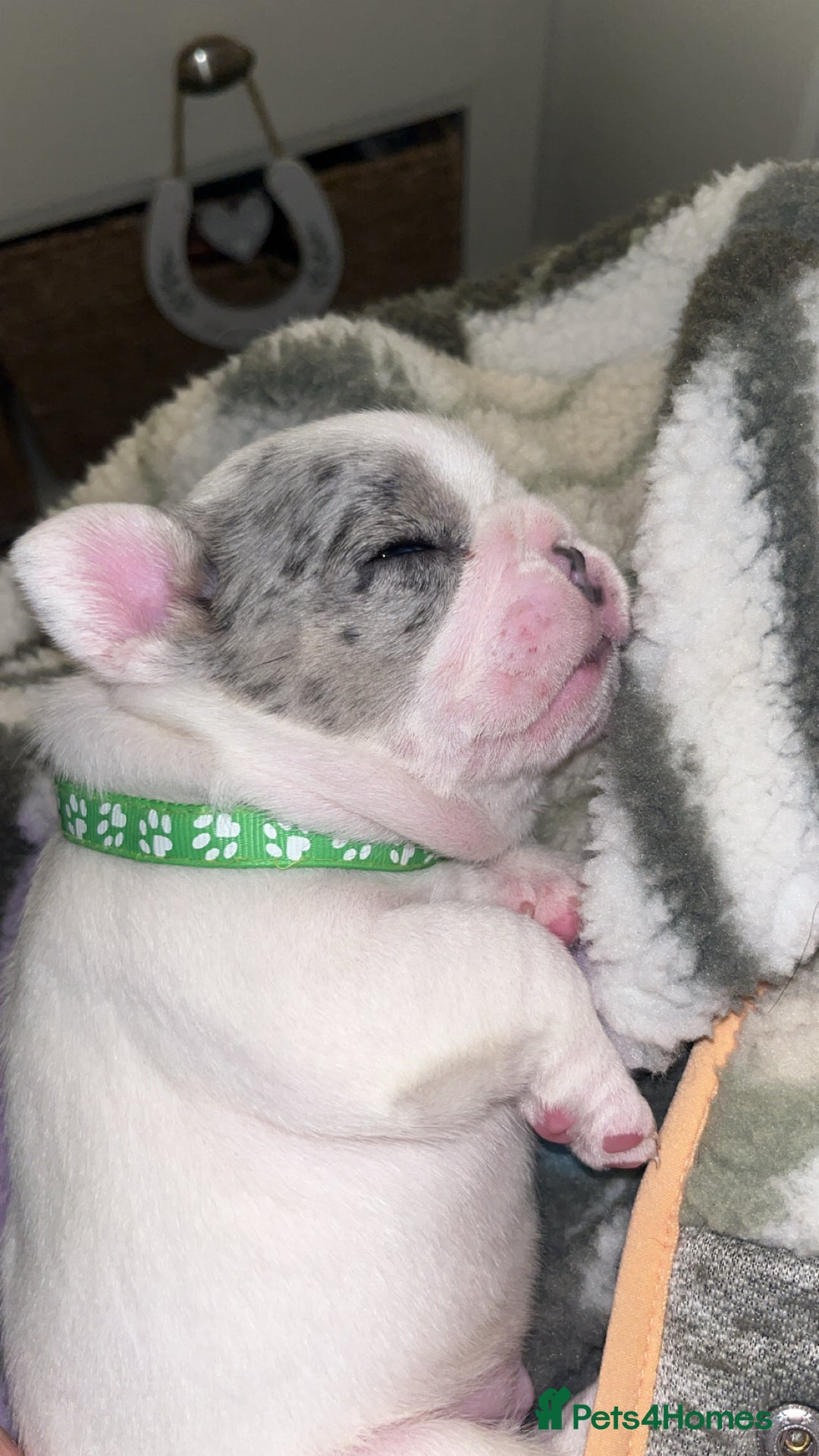 French Bulldog dogs for sale: 2 Male French Bulldog Puppies For Sale - Image 3