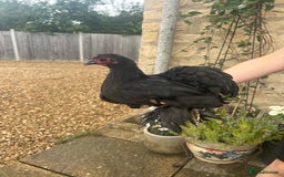 Chickens poultry for sale: Pekin Bantam Hens - almost 3 months old - Image 1