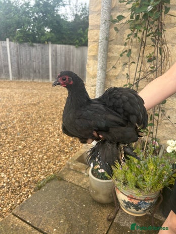 Chickens poultry - Advert 2