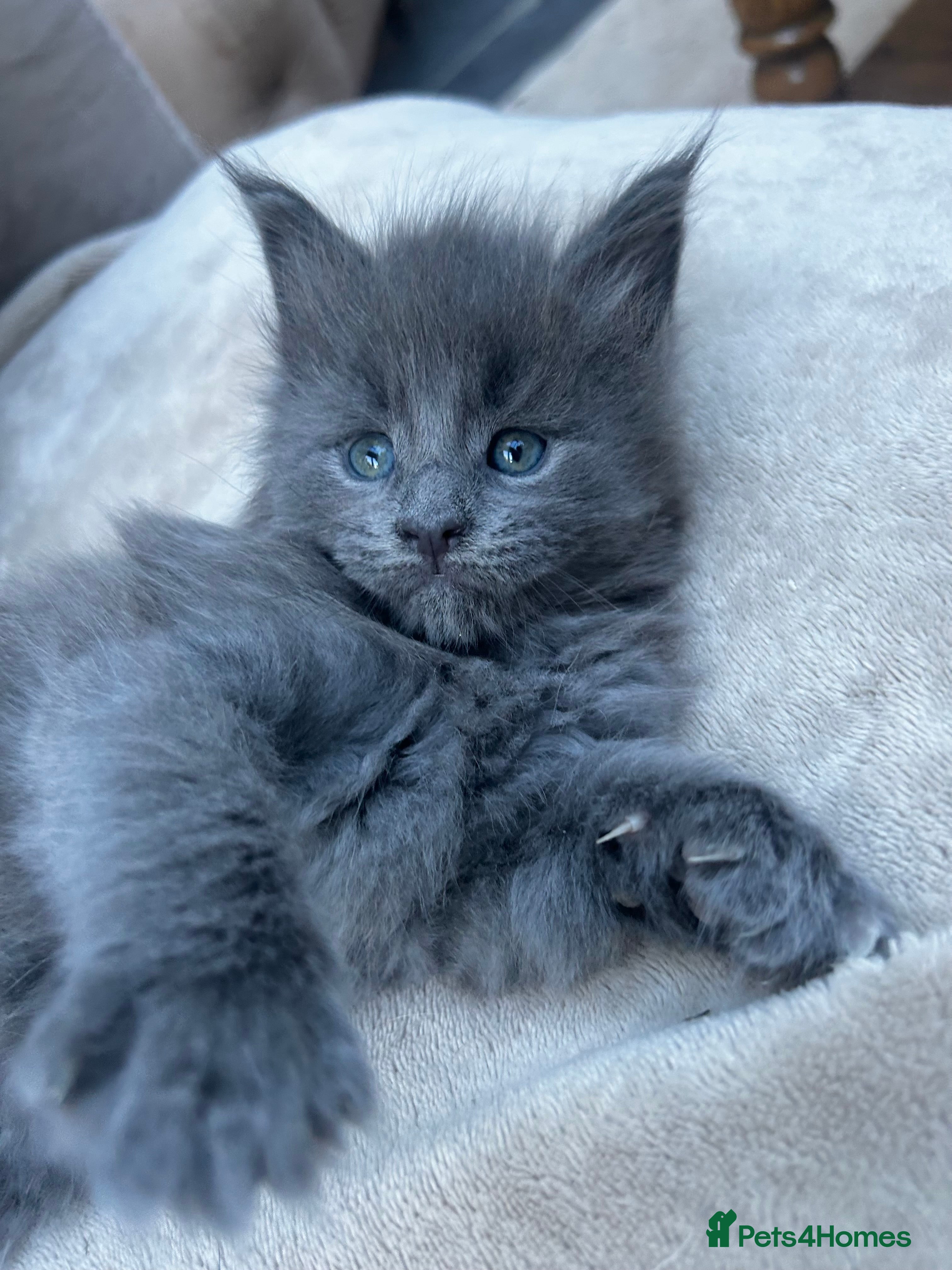 Maine Coon cats Extraordinary Chunky Maine Coon Boys- Rare Quality - Advert 2