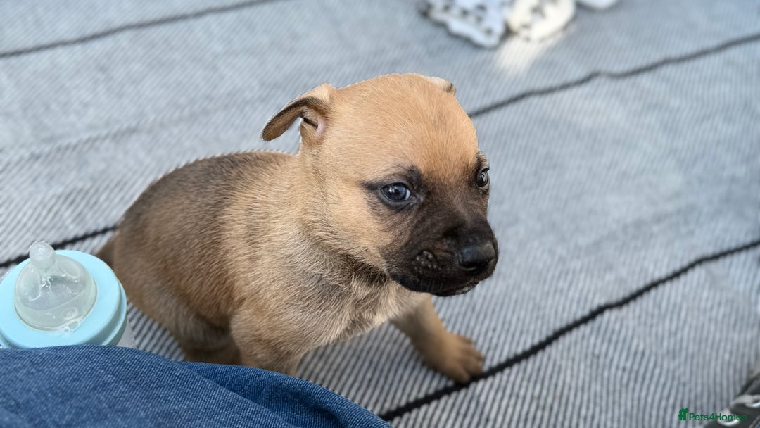 Mixed Breed dogs for sale: German Shepherd cross American bulldog puppies - Image 21