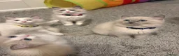Ragdoll cats for sale: 💙 5 Pure Ragdoll Kittens Available For Sale 💙 - Advert 1