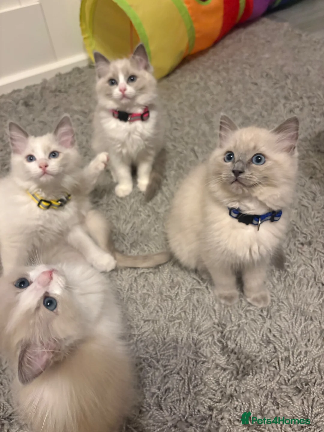 Ragdoll cats for sale: 💙 5 Pure Ragdoll Kittens Available For Sale 💙 - Advert 1