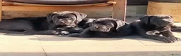 Cane Corso dogs for sale: Cane Corso puppies ready to leave now - Advert 25