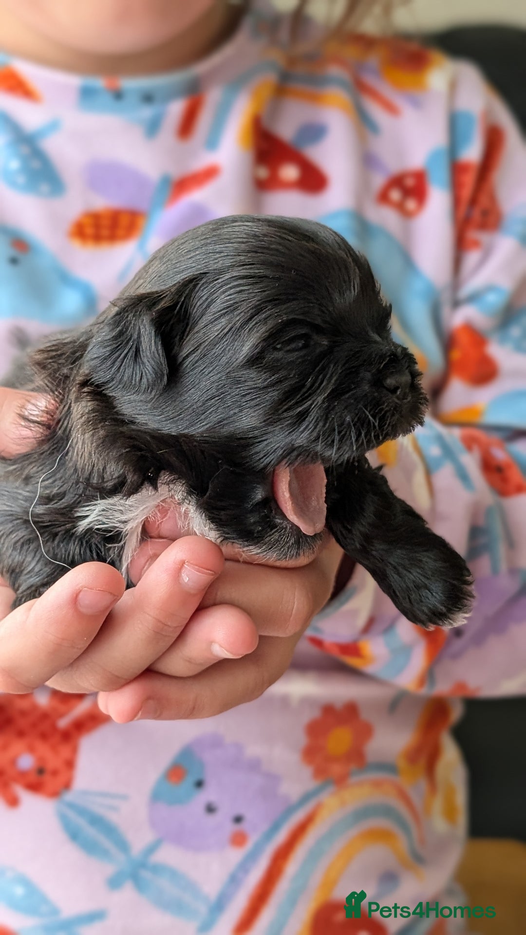 Shih Tzu dogs for sale: KC reg puppies LAST GIRL LEFT  - Advert 11