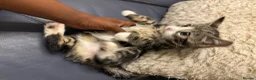 Domestic Shorthair cats for sale: Kittens for sale  - Advert 13