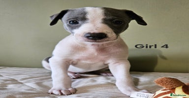 Whippet dogs - Advert 6