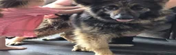 German Shepherd dogs for sale: BEAUTIFUL LOYAL GERMAN SHEPHERD GIRL SHADOW - Advert 2