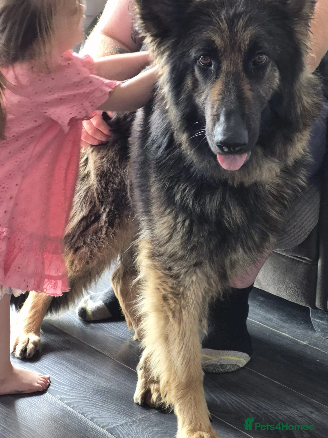 German Shepherd dogs for sale: BEAUTIFUL LOYAL GERMAN SHEPHERD GIRL SHADOW - Advert 2