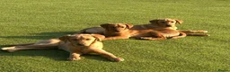 Labrador Retriever dogs for sale: THREE GORGEOUS LABRADORS READY TO GO NOW!! - Advert 2