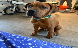Bullmastiff dogs for sale: Beautiful male full bullmastiff pup  - Image 1