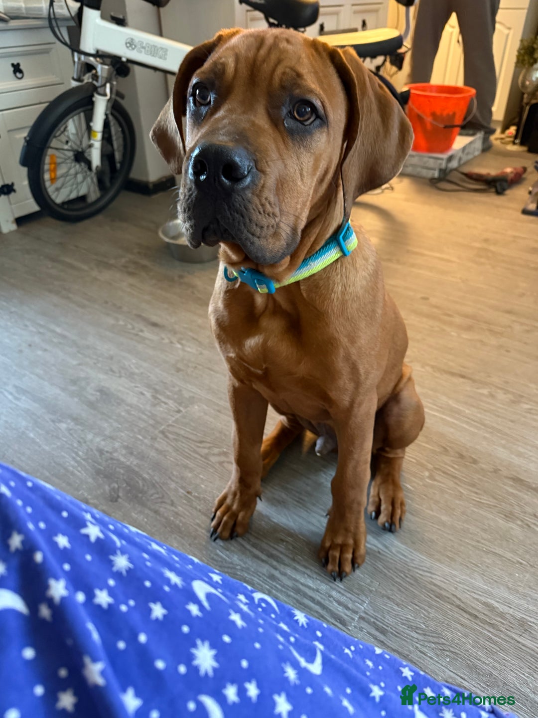 Bullmastiff dogs for sale: Beautiful male full bullmastiff pup  - Image 1