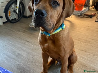 Bullmastiff dogs - Advert 1