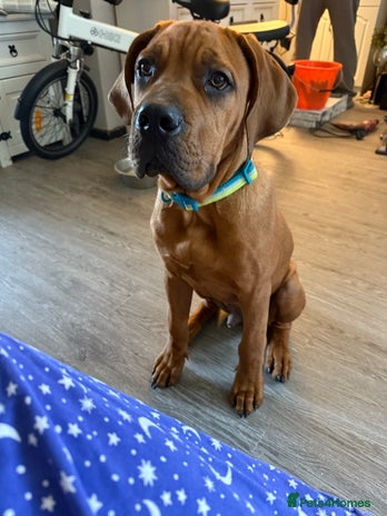 Bullmastiff dogs - Advert 1